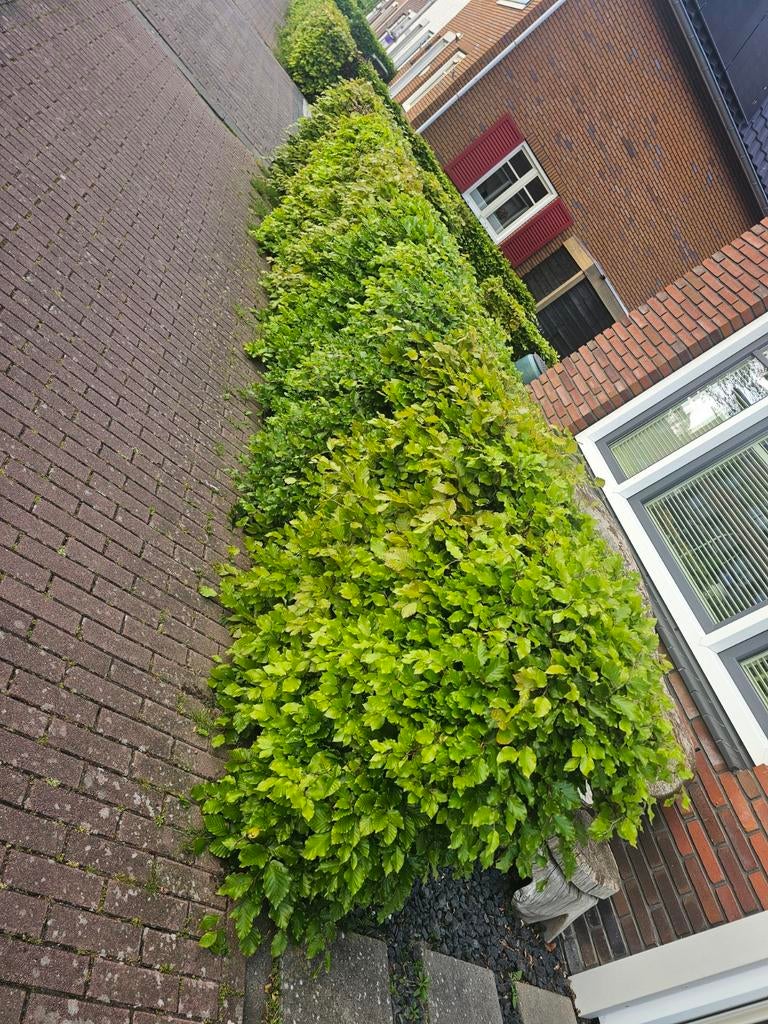 Mooie Beukenhaag - Diverse Afmetingen Beschikbaar, Tuin en Terras, Ophalen, Beukenhaag, Haag, 100 tot 250 cm