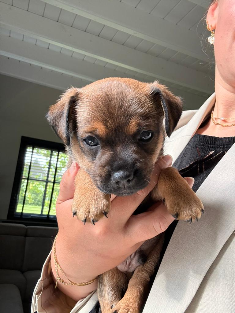 Prachtige Jack Russell pup (reutje), Dieren en Toebehoren, Honden | Jack Russells en Terriërs, Parvo, Jack Russell Terriër, 8 tot 15 weken