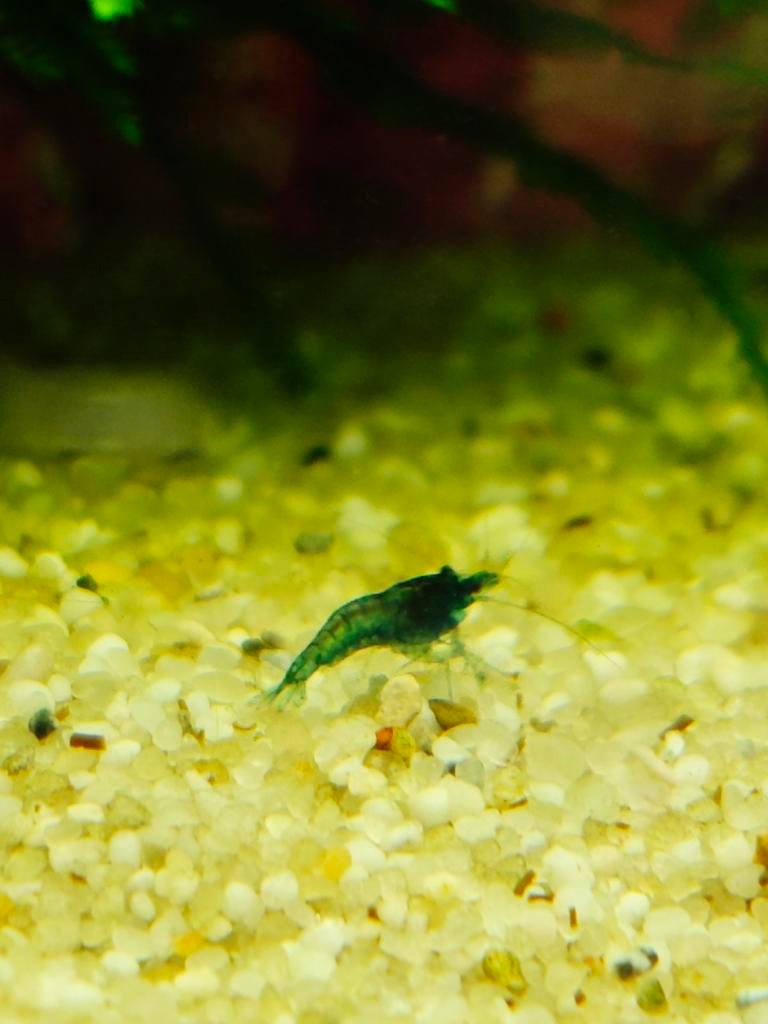 Neocaridina blue dream/blauwe garnalen, Kreeft, Krab of Garnaal, Zoetwatervis