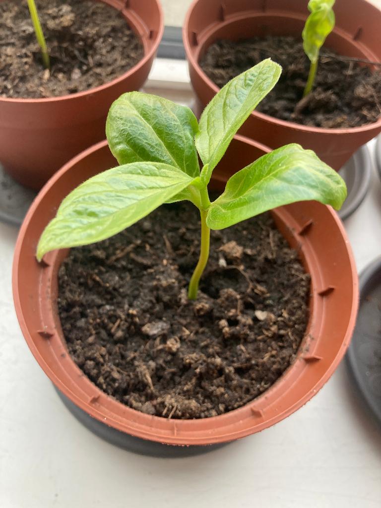 Kaki Persimmon カキノキ (10x), Tuin en Terras, Ophalen, Minder dan 100 cm, Overige soorten, In pot