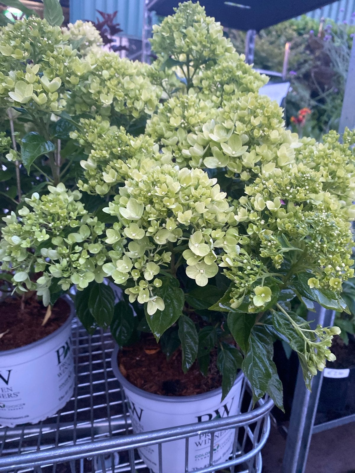 Hortensia 'Little Lime' - Compacte en bloeirijke heester, Tuin en Terras, Vaste plant, Halfschaduw, Zomer, Ophalen