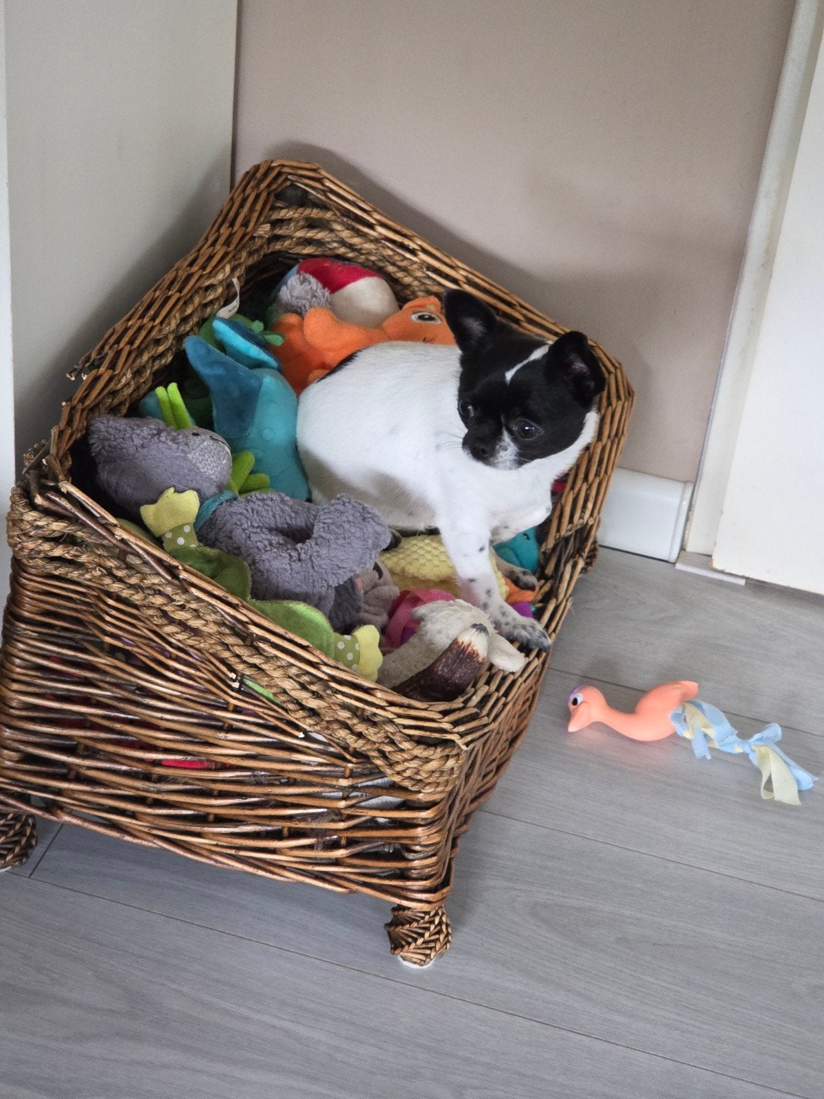 Blijvend huisje gezocht voor  x chihuahua, Dieren en Toebehoren, Honden | Chihuahua's en Gezelschapshonden, 1 tot 2 jaar, Teef