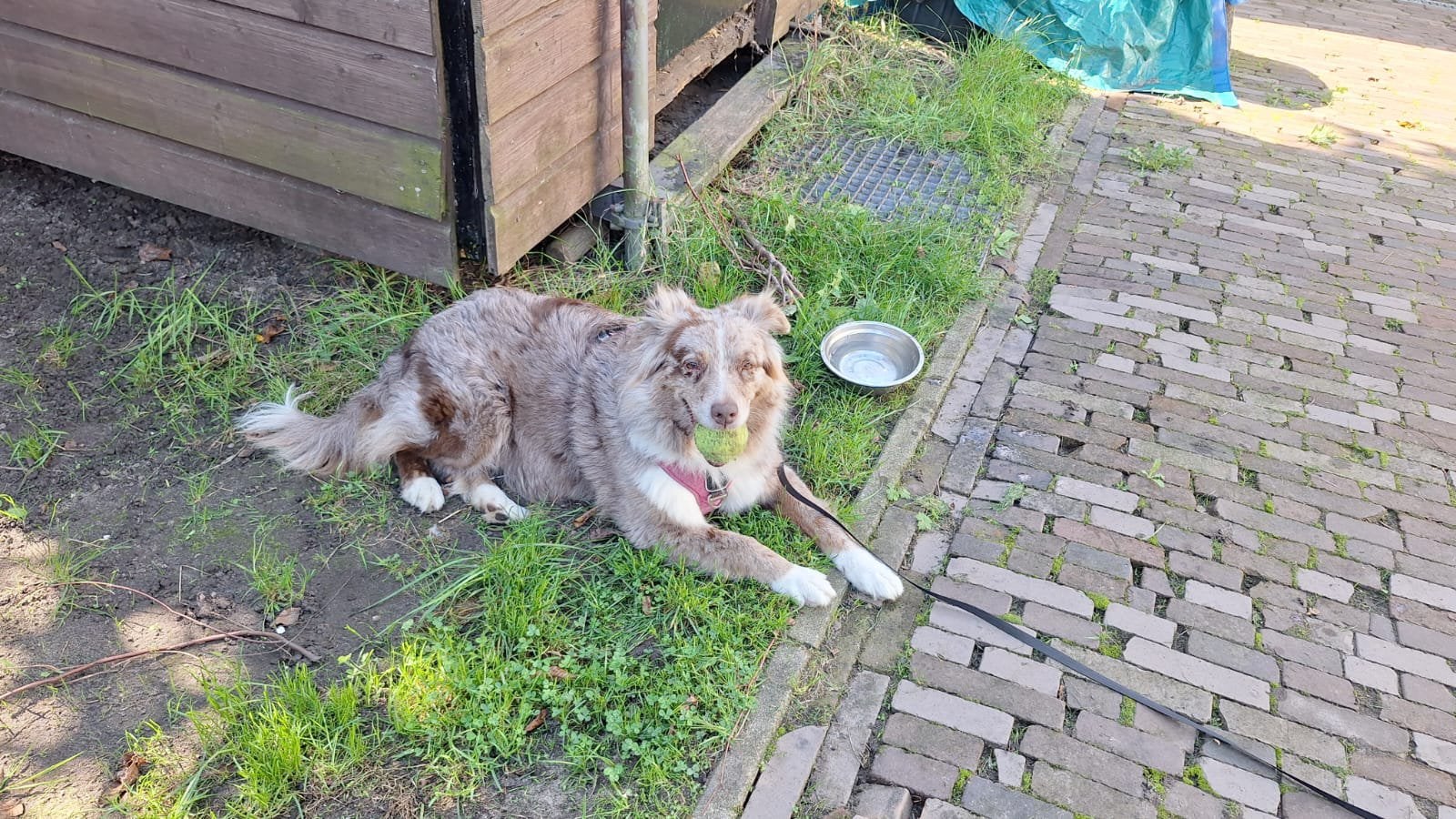Australische herder, 6 jaar of ouder, Parvo, Teef, Eén hond