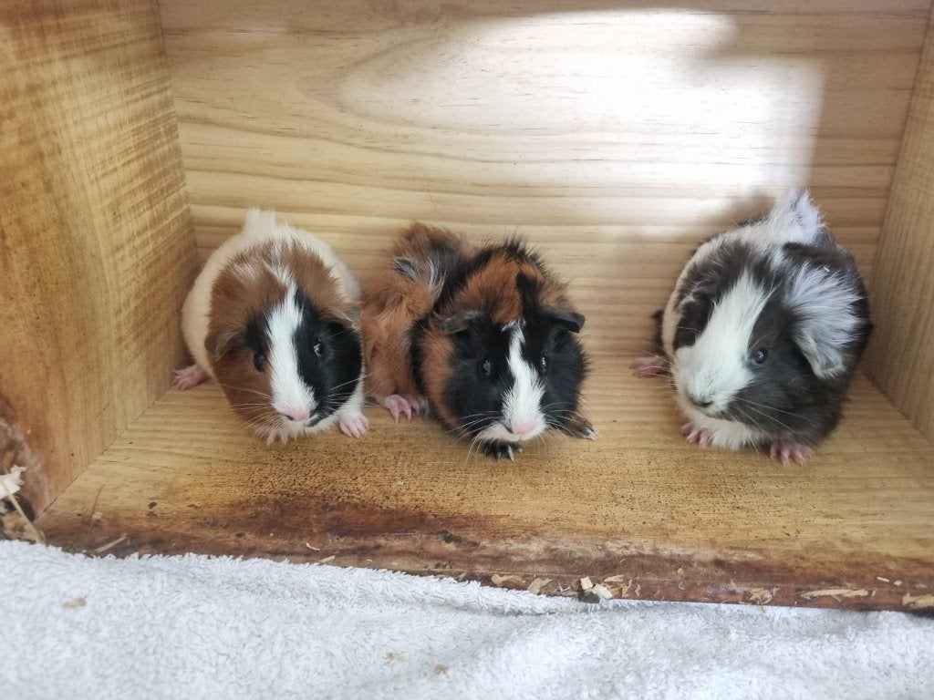 3 prachtige jonge beertjes, 4 weken oud, Cavia, Mannelijk, Mei, Tam