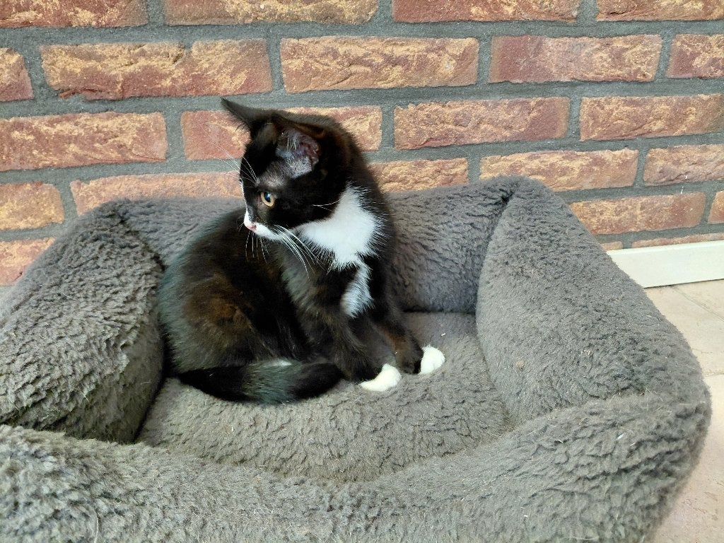 mooie lieve kittens, Meerdere dieren, 0 tot 2 jaar