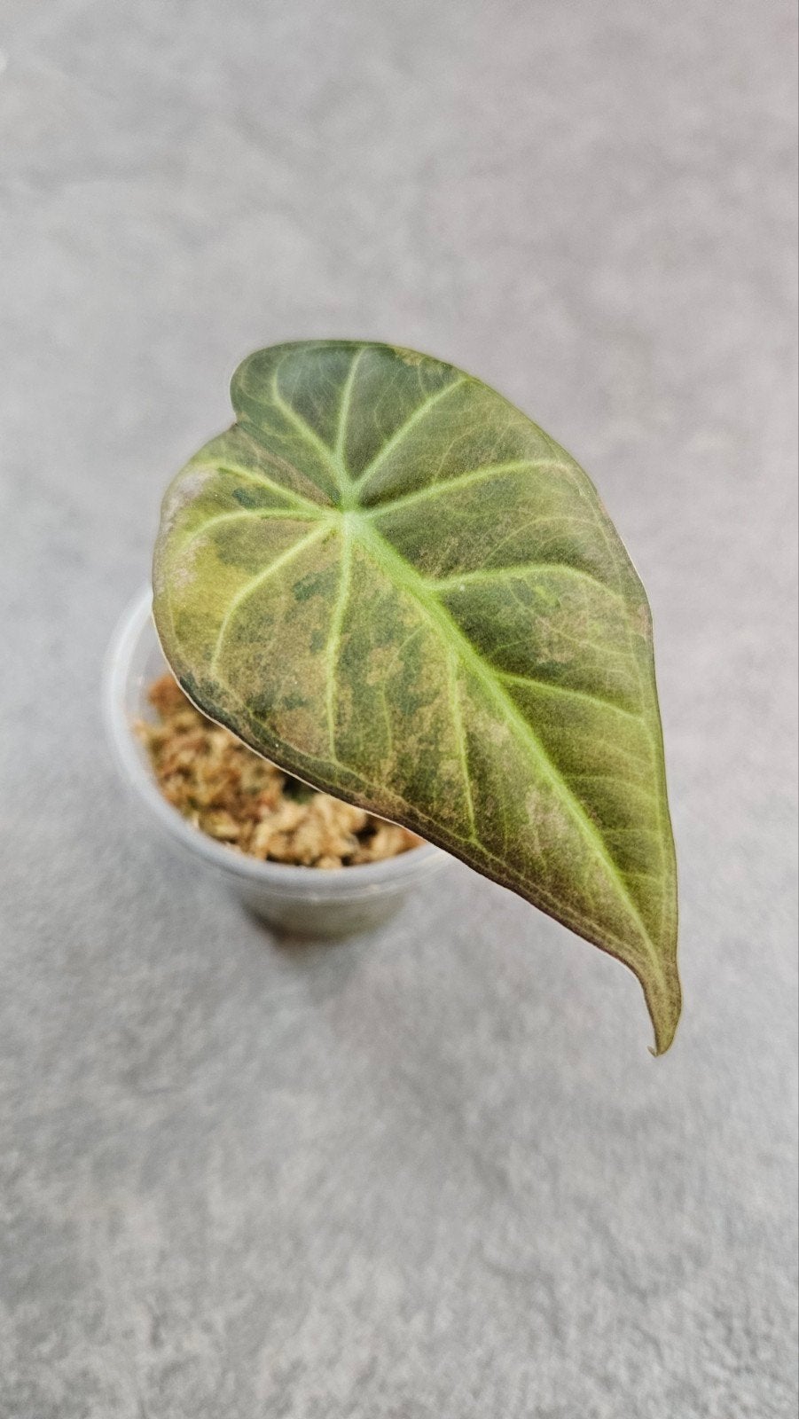 Alocasia 'Regal Shields' Aurea Variegata, Ophalen of Verzenden, Halfschaduw, Minder dan 100 cm
