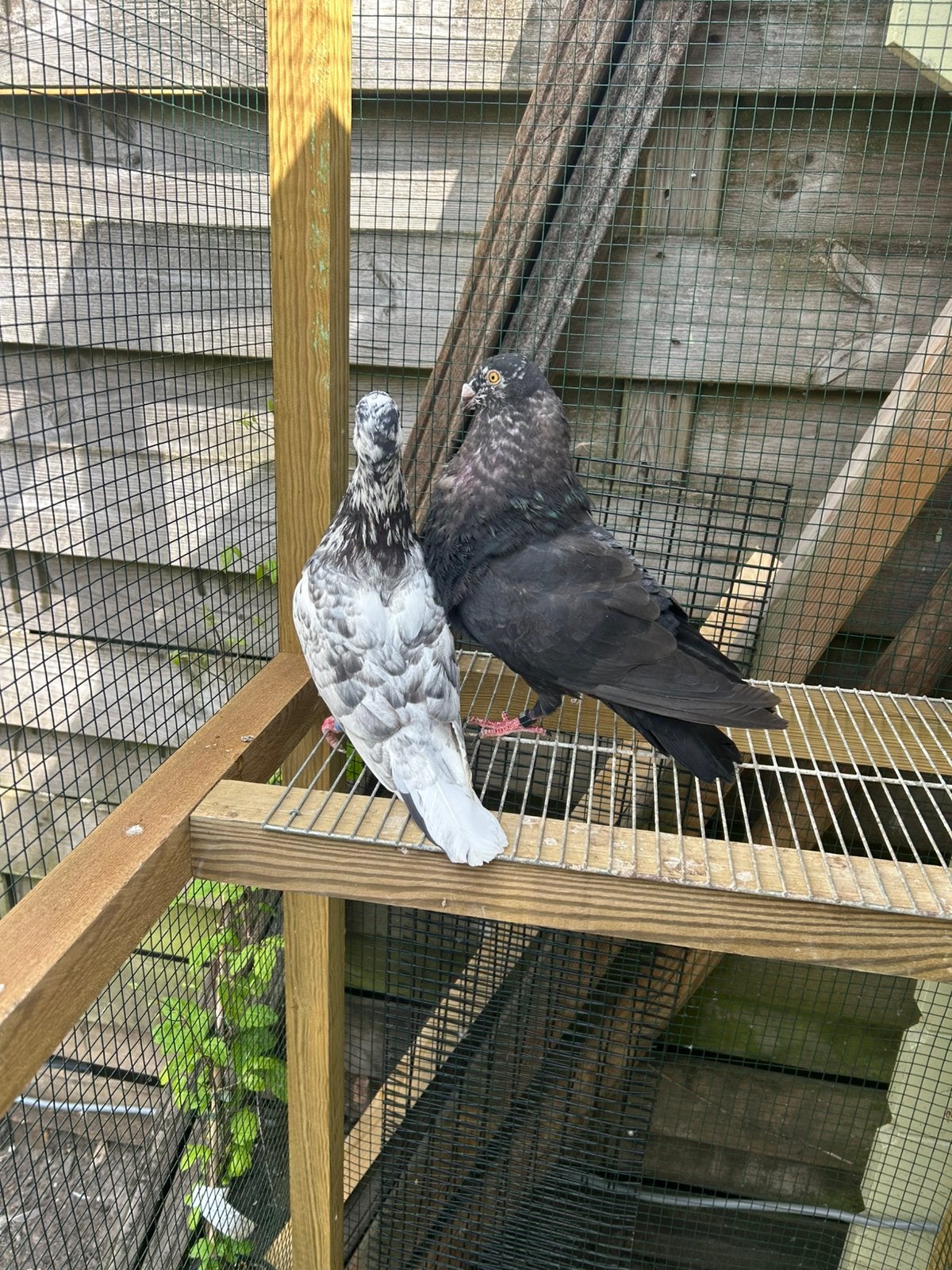 Koppel Valenciano kroppers, Meerdere dieren, Overige soorten
