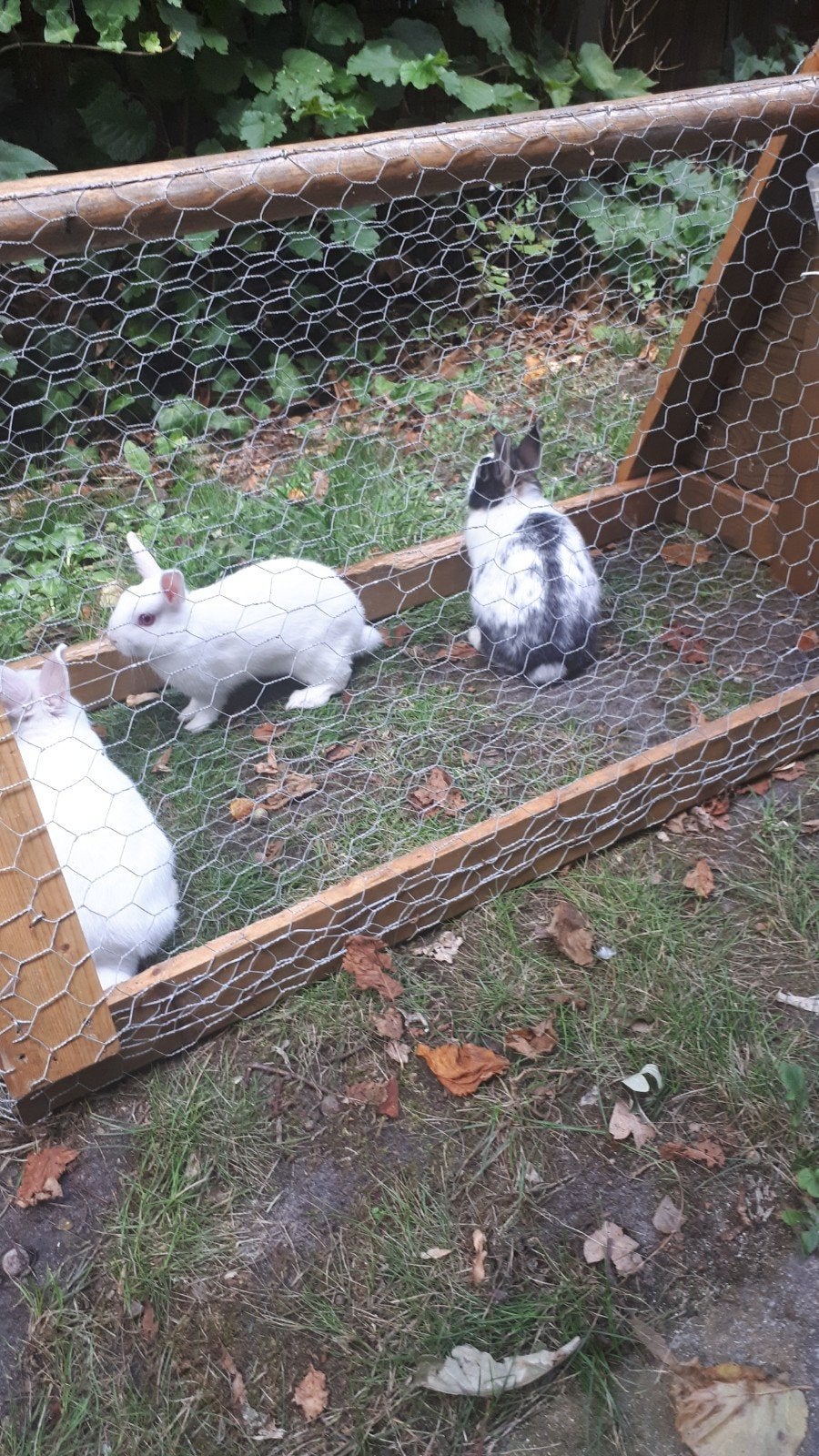 te koop 15 kleur dwerg konijnen jongen, Dieren en Toebehoren, Meerdere dieren, Dwerg