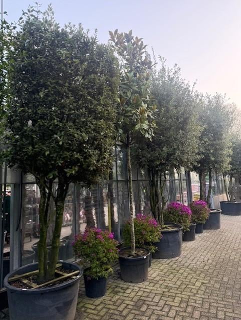 kurk eik steen eik in velen maten meer-enkel stammig: veel, Tuin en Terras, Overige soorten, Lente, Ophalen, Volle zon