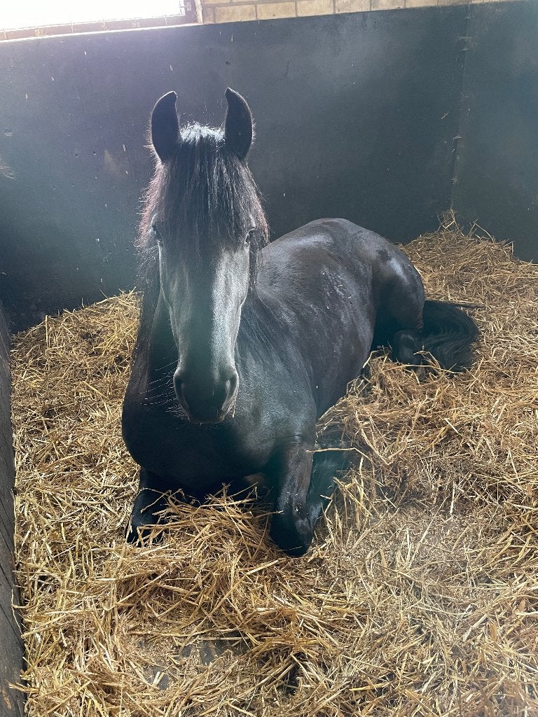 Stal met weidegang, Dieren en Toebehoren, Stalling en Weidegang, Weidegang, 2 of 3 paarden of pony's