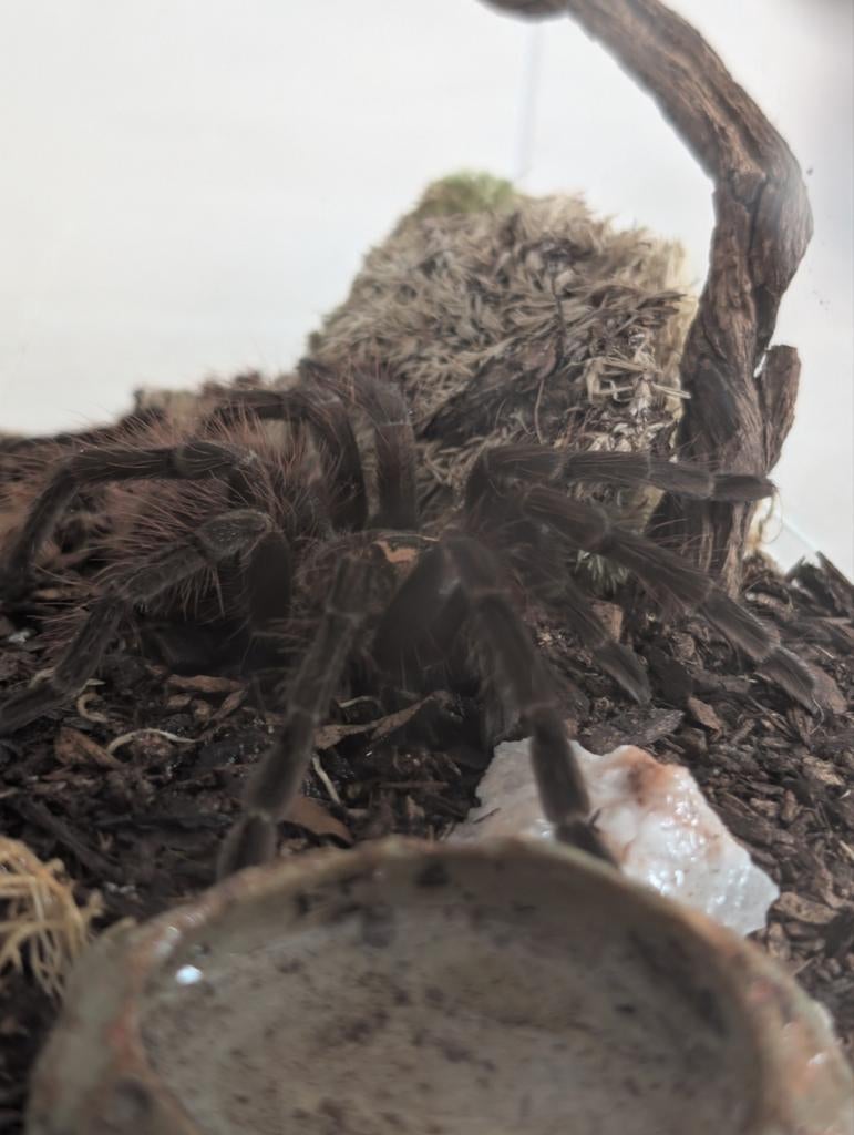 Pamphobeteus Machala 0.1 (vrouw) met Terrarium!, Dieren en Toebehoren, Spin of Schorpioen