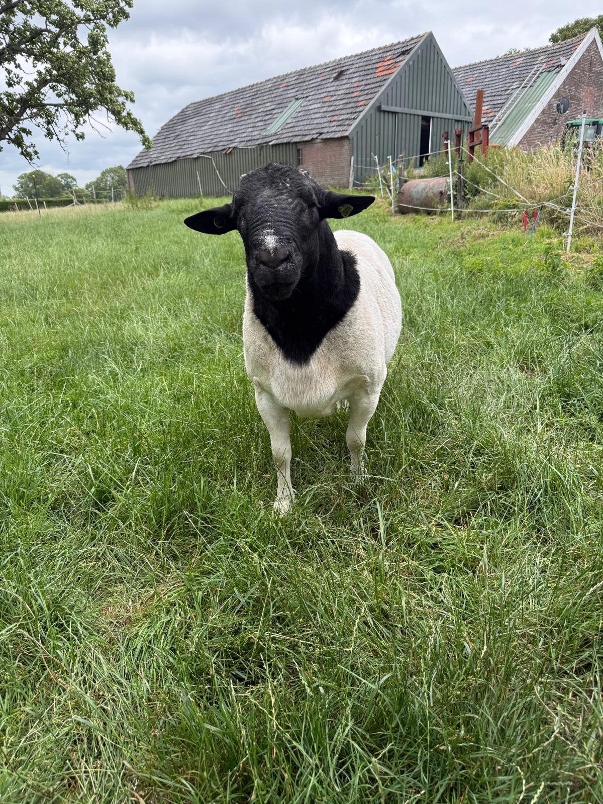 Dorper dekram., Mannelijk, Schaap