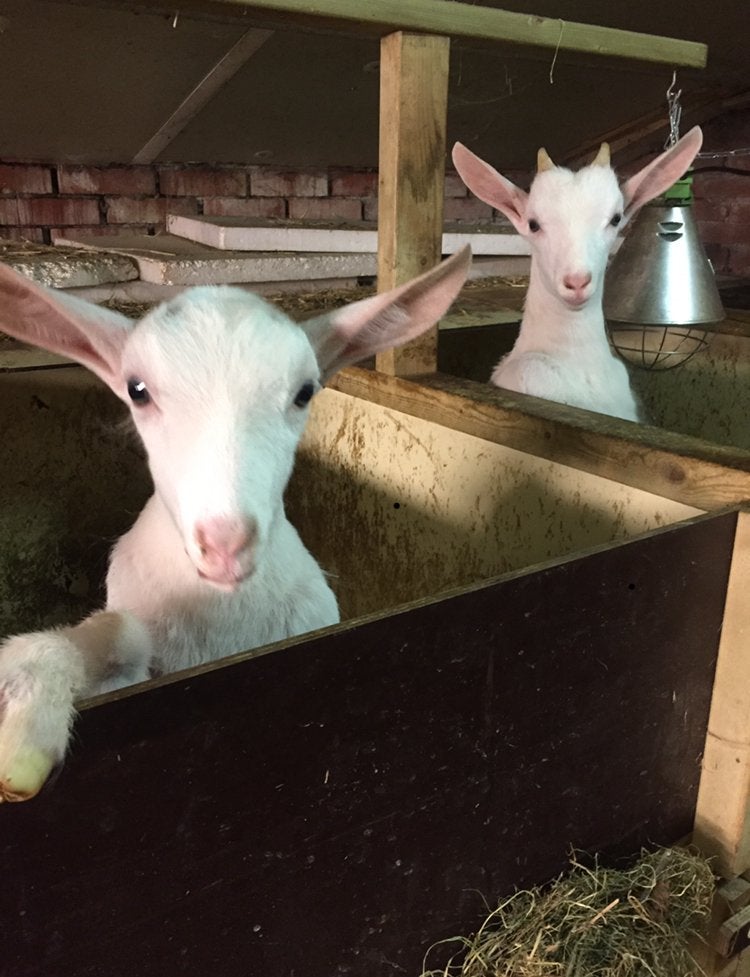 Opfokhokjes voor lammeren, Meerdere dieren, Geit