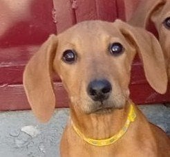 lotje teckel pup teefje, Particulier, 8 tot 15 weken, Buitenland, Teef