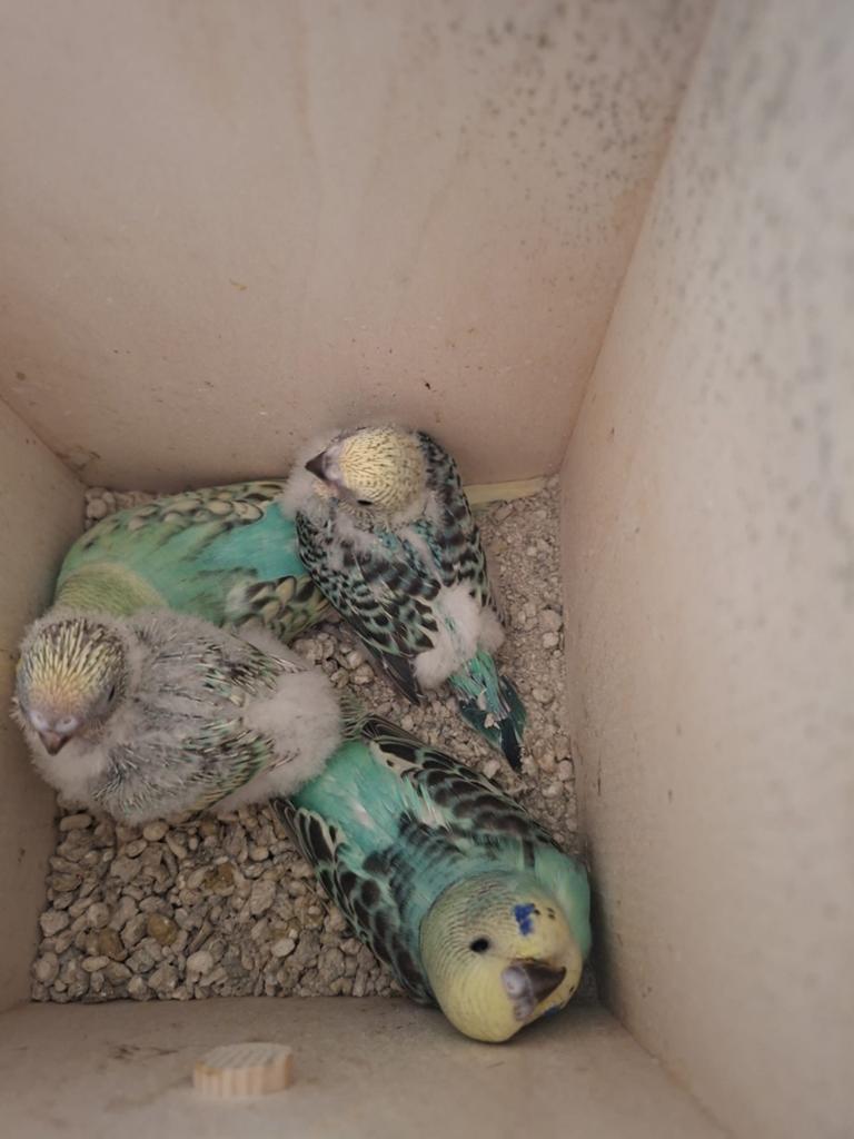 Jonge grasparkieten, Dieren en Toebehoren, Vogels | Parkieten en Papegaaien, Meerdere dieren, Parkiet
