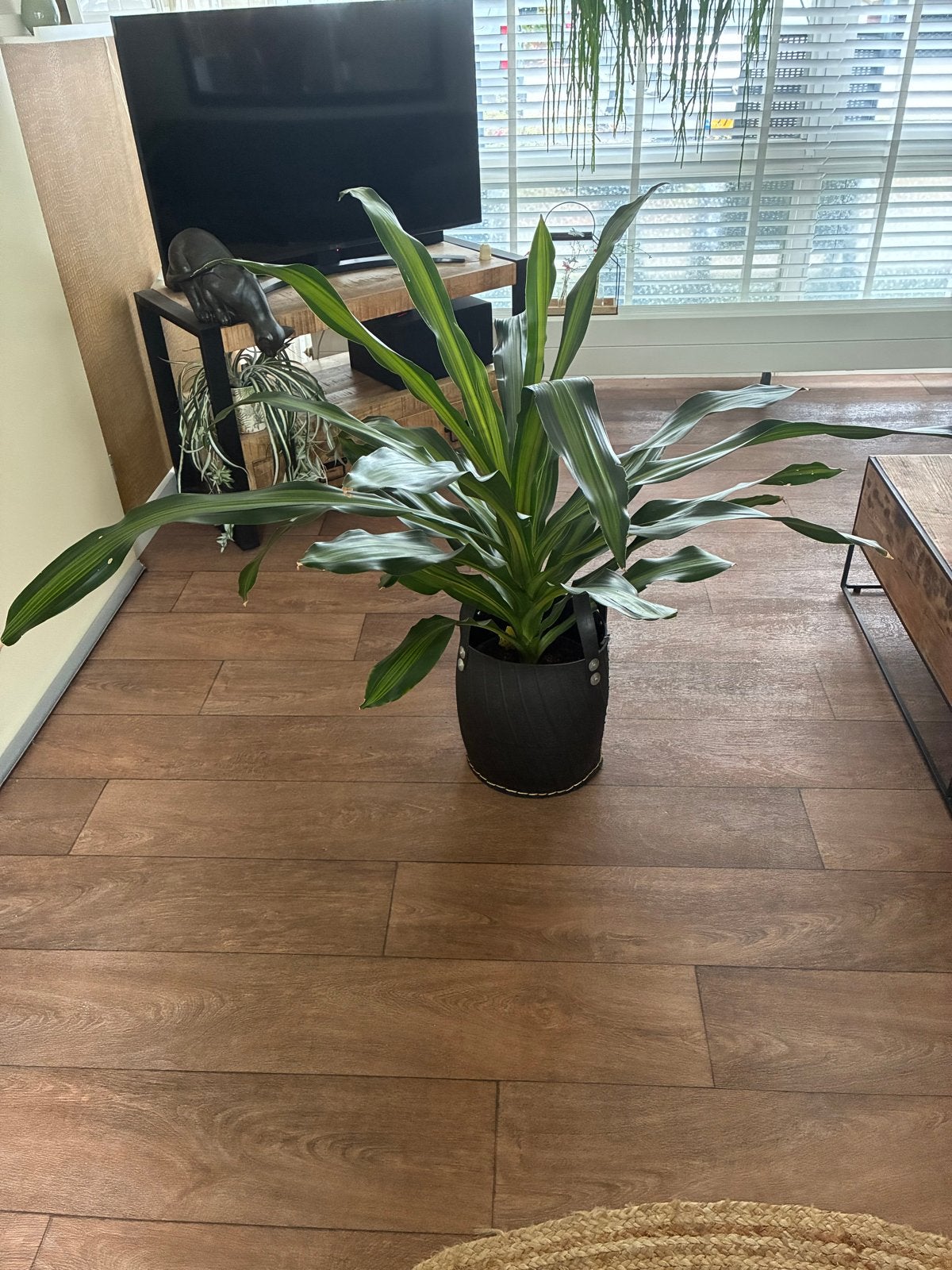 Grote Dracaena Burley met lederlook pot - 150 cm, Ophalen, 100 tot 150 cm, Overige soorten, Halfschaduw
