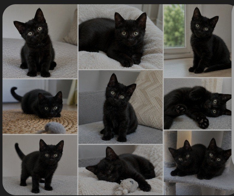 Goed gesocialiseerde kittens, Dieren en Toebehoren, Katten en Kittens | Overige Katten