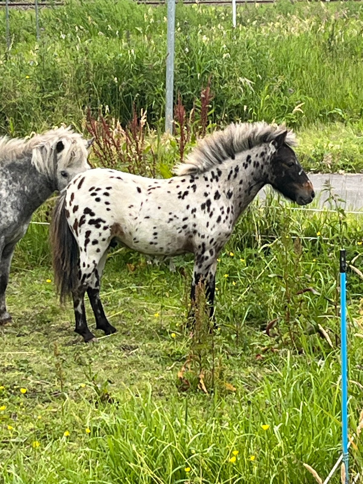 Knap appaloosa jaarling hengstje, Dieren en Toebehoren, Met stamboom, Niet van toepassing, 0 tot 2 jaar, Hengst