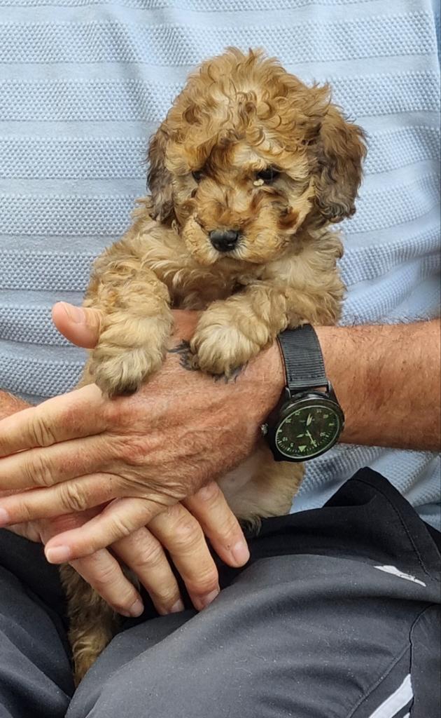 Poedel Pups (dwerg x toy), Poedel, Parvo, 8 tot 15 weken, Meerdere dieren