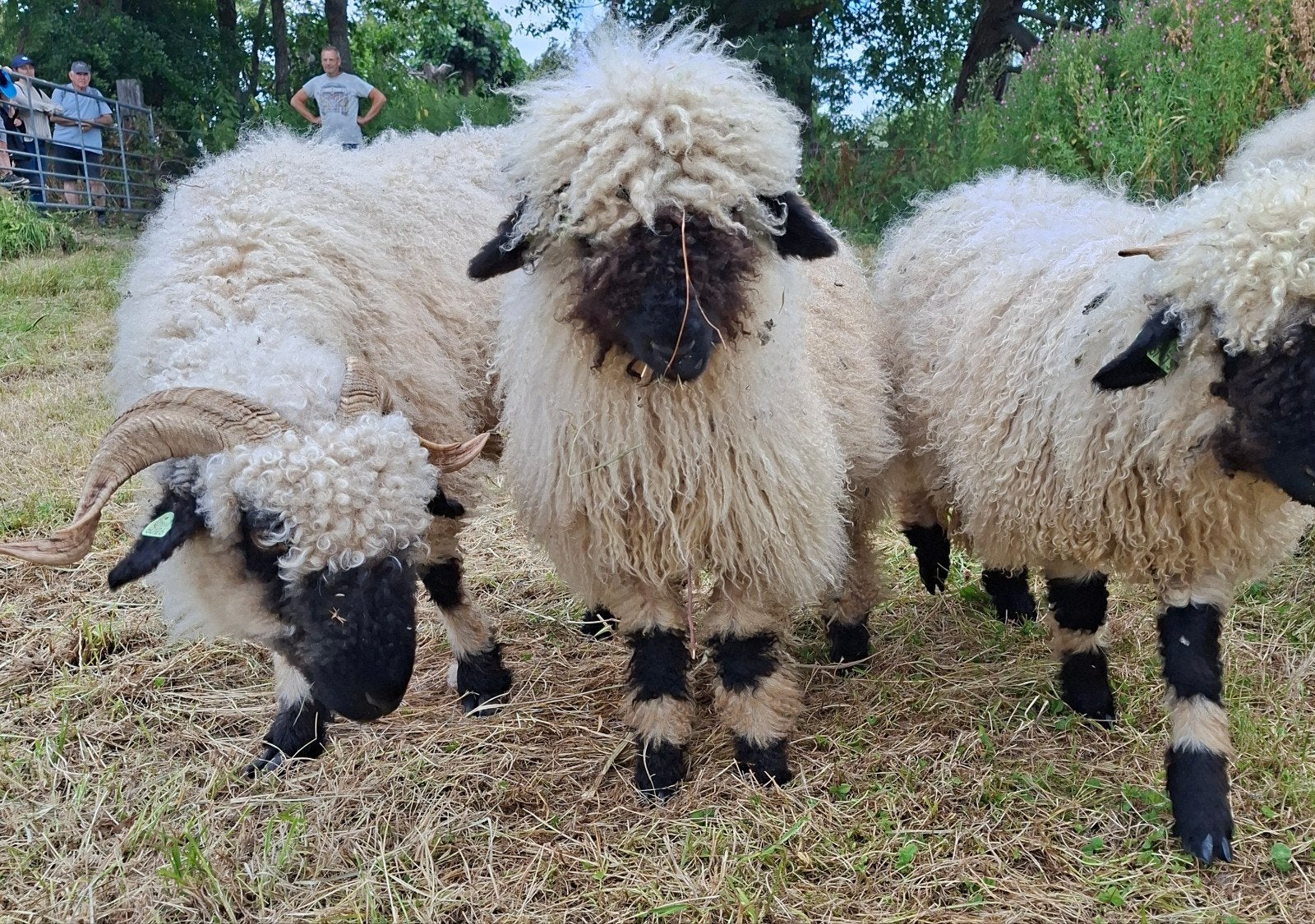 Walliser schwarznase ooi lammeren te koop, Dieren en Toebehoren, Meerdere dieren, Schaap