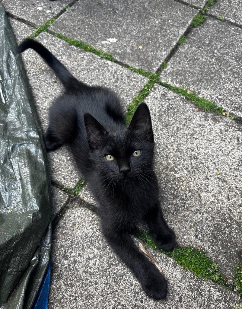 Laatste Kitten siamees mix, Dieren en Toebehoren, Poes