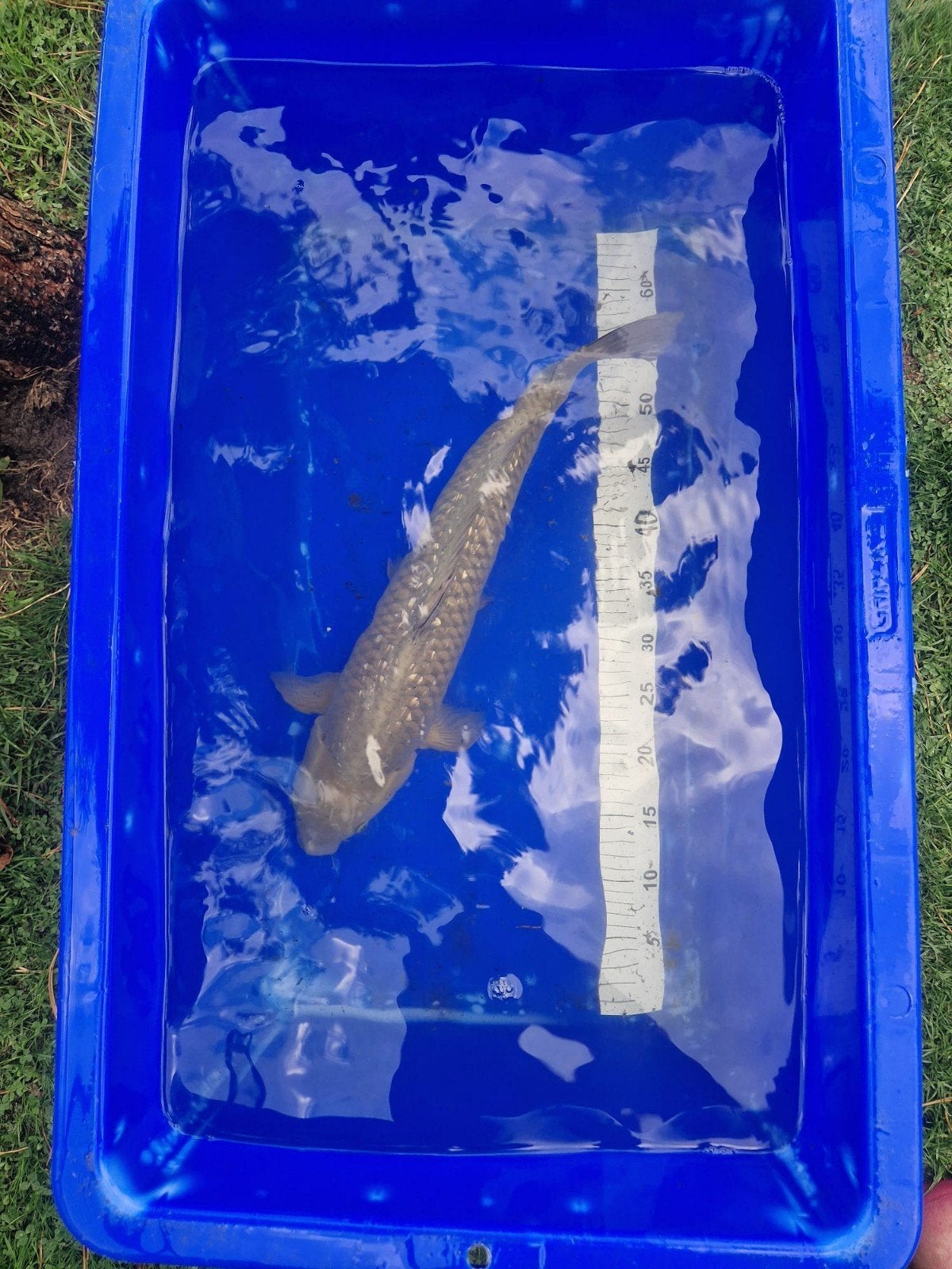 Ginrin Chagoi 45-50 nisai, Karper of Koi