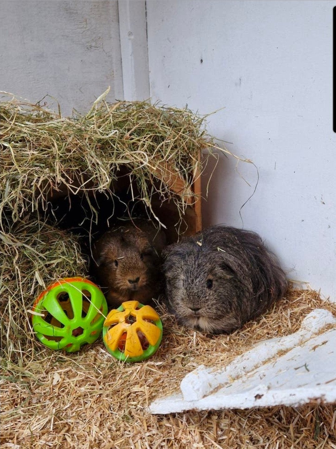 kleinschalige permanente cavia opvang., April, Vrouwelijk, Cavia