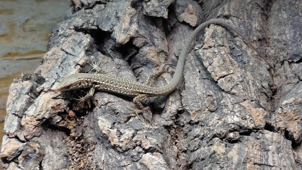 Podarcis siculus klemmeri – Klemmer's Italiaanse Muurhagedis, Dieren en Toebehoren, Hagedis, 0 tot 2 jaar