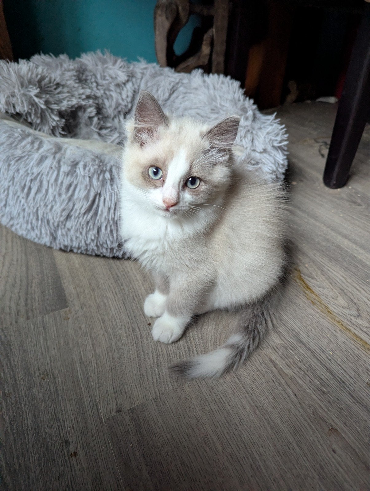 Ragdoll kittens, Meerdere dieren, Gechipt