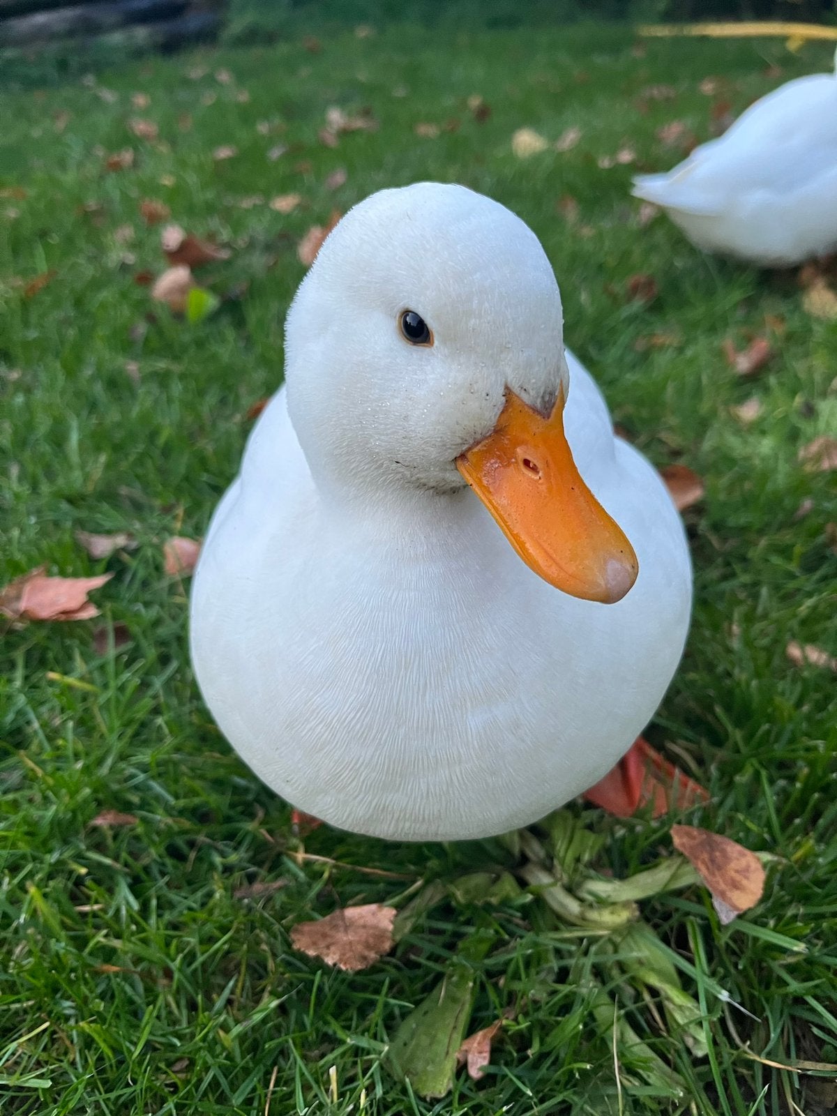 Hollandse witte kwakers te koop, Meerdere dieren, Eend