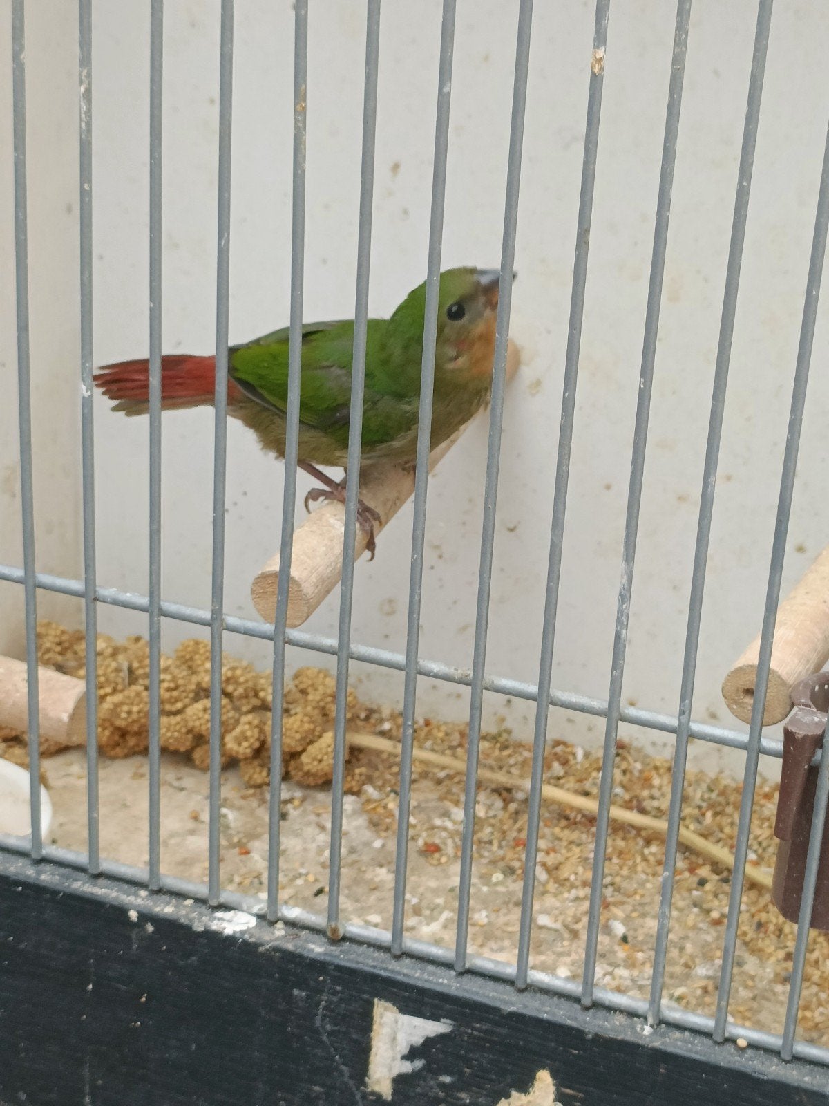 Roodkop papegaaiamadine pop, Dieren en Toebehoren, Vrouwelijk