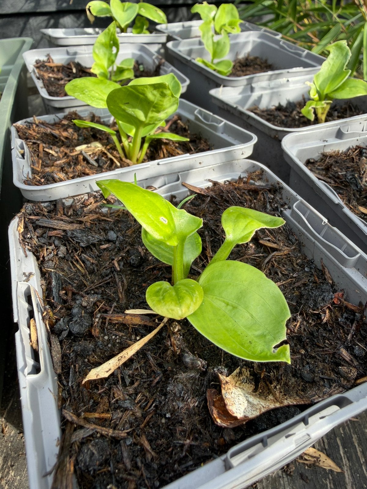 Hosta plantjes, Tuin en Terras, Ophalen of Verzenden, Overige soorten, Halfschaduw