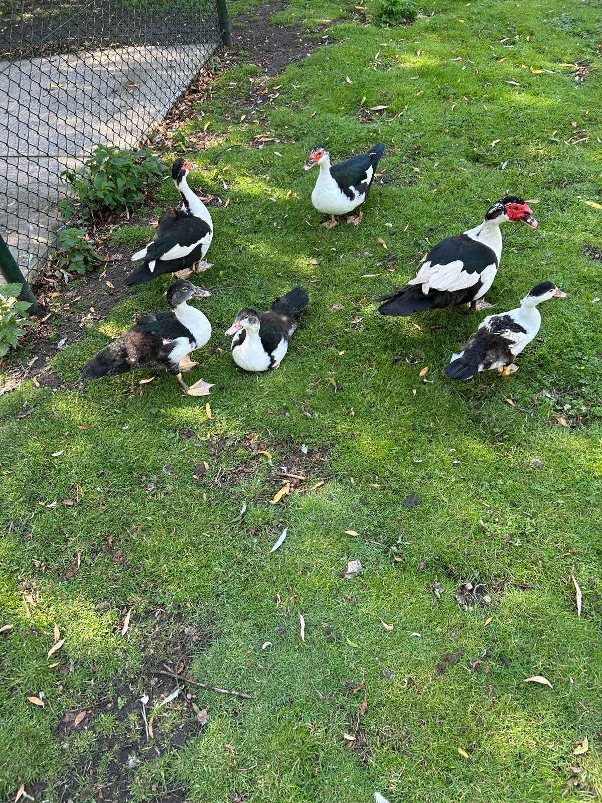 Muskus pullen, Meerdere dieren, Eend