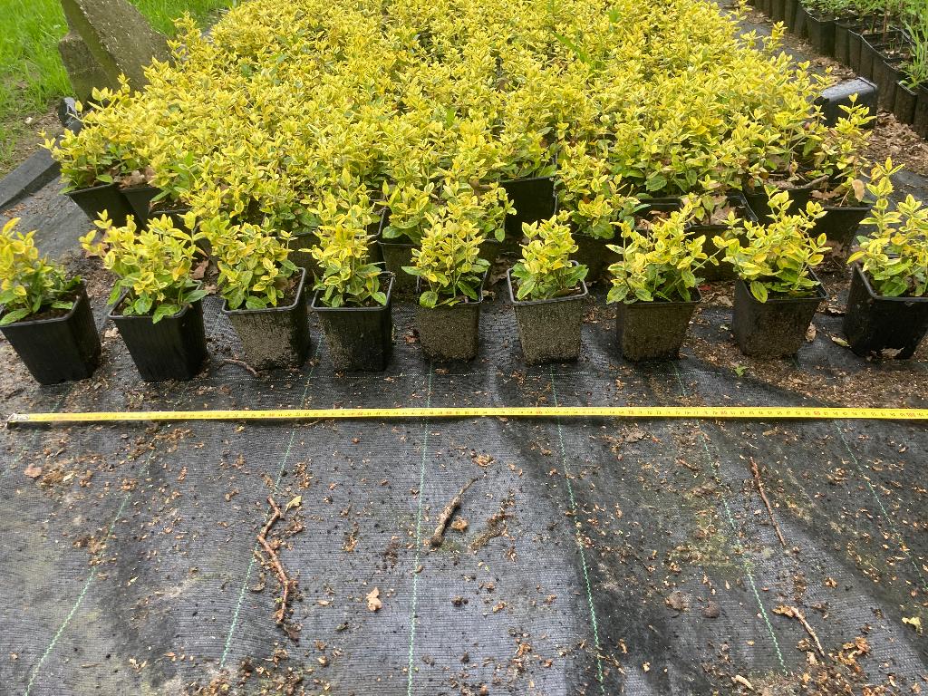 Euonymus eur. Emerald’n Gold, Ophalen, Bodembedekkers, Volle zon