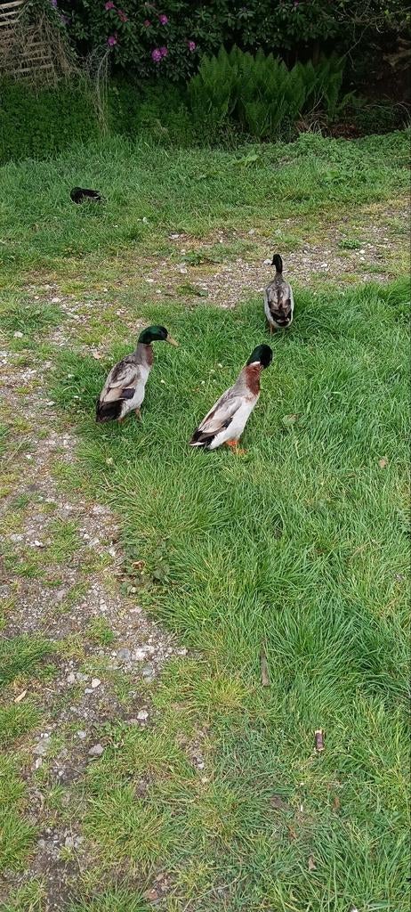 Te koop., Meerdere dieren, Eend
