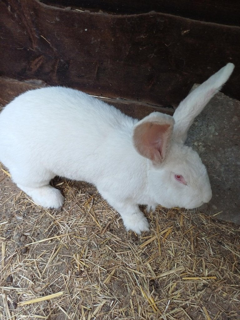 Vlaamse reus wit en grijs, Dieren en Toebehoren, Meerdere dieren, Groot, 0 tot 2 jaar