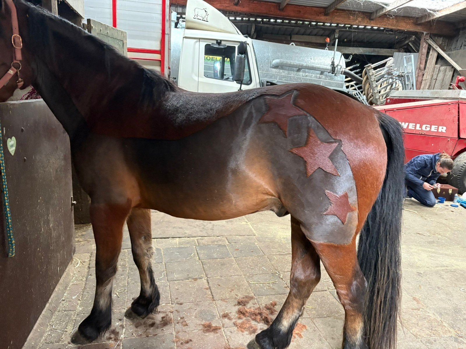 Paarden/pony's scheren, Verzorging of Verzorgpony's