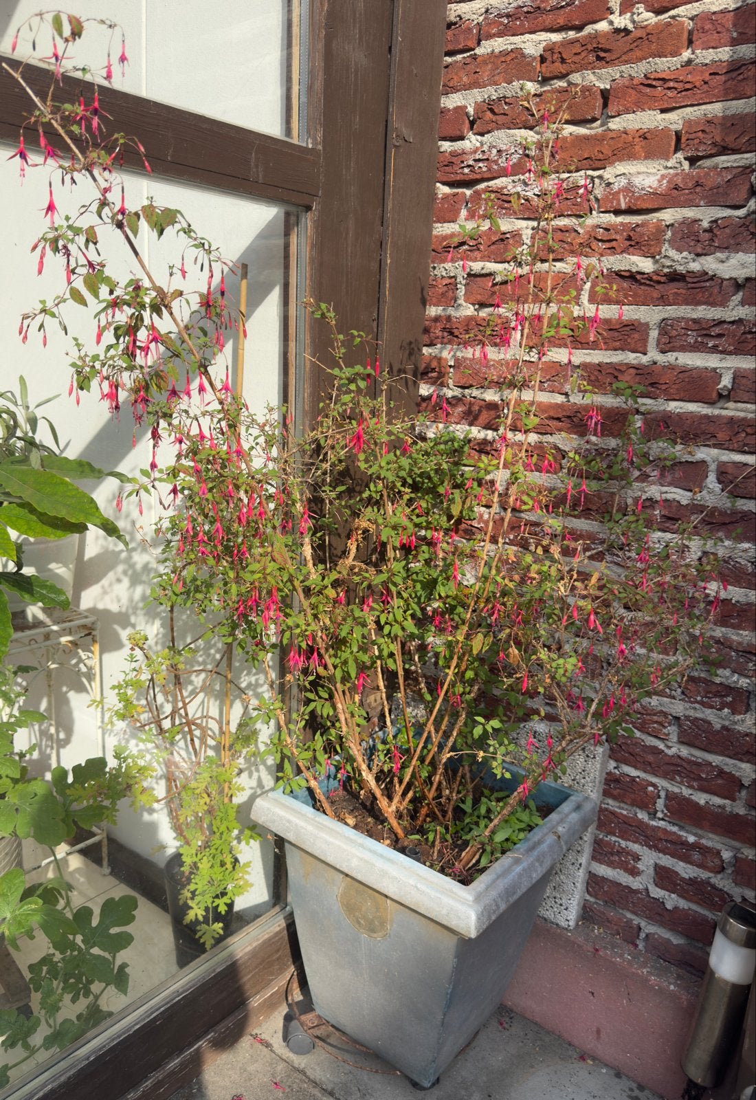 Fuchsia magellanica 'Riccartonii' - Winterharde Fuchsia, Vaste plant, Halfschaduw, Zomer, Ophalen