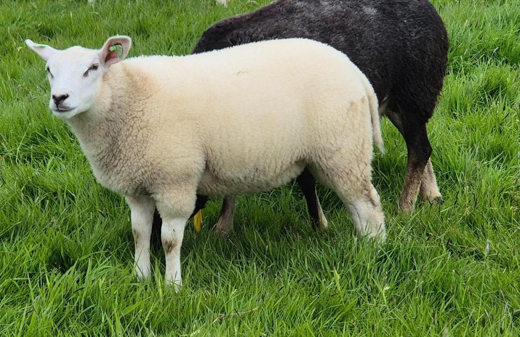 mooie lammeren, Meerdere dieren, Schaap, 0 tot 2 jaar