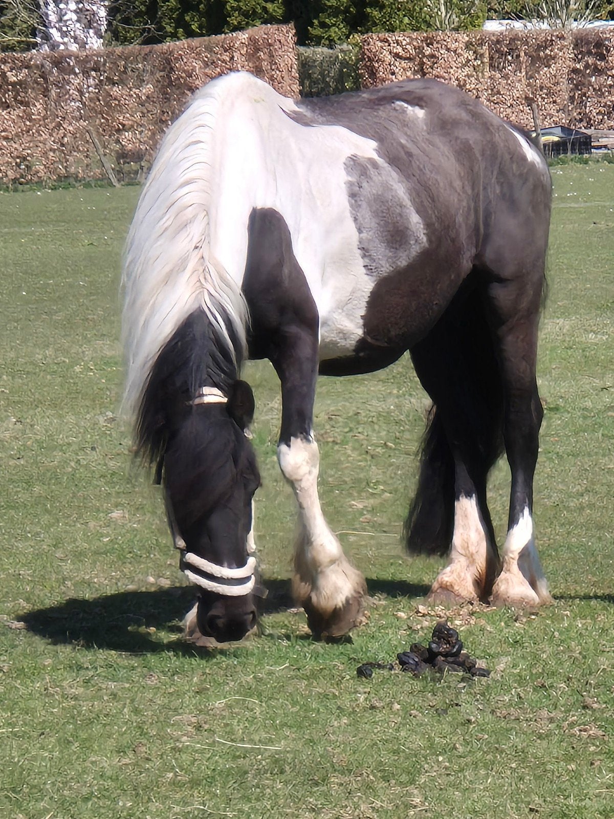 Barock pinto's, friese merrie met vol papier en A-welshjes, Meerdere dieren, Onbeleerd, 0 tot 2 jaar