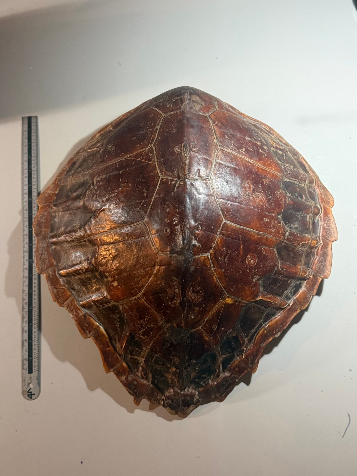 Uniek schild van een schildpad - Erfstuk uit Nieuw-Guinea, Ophalen of Verzenden, Gebruikt, Reptiel of Amfibie, Overige typen