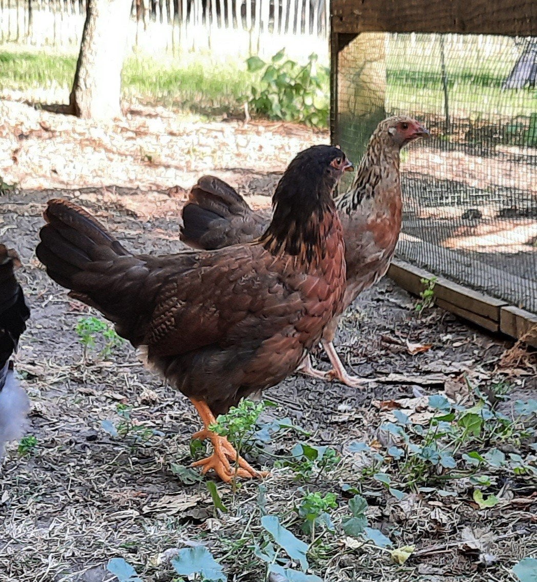Jonge kippen, Dieren en Toebehoren, Pluimvee, Kip, Vrouwelijk