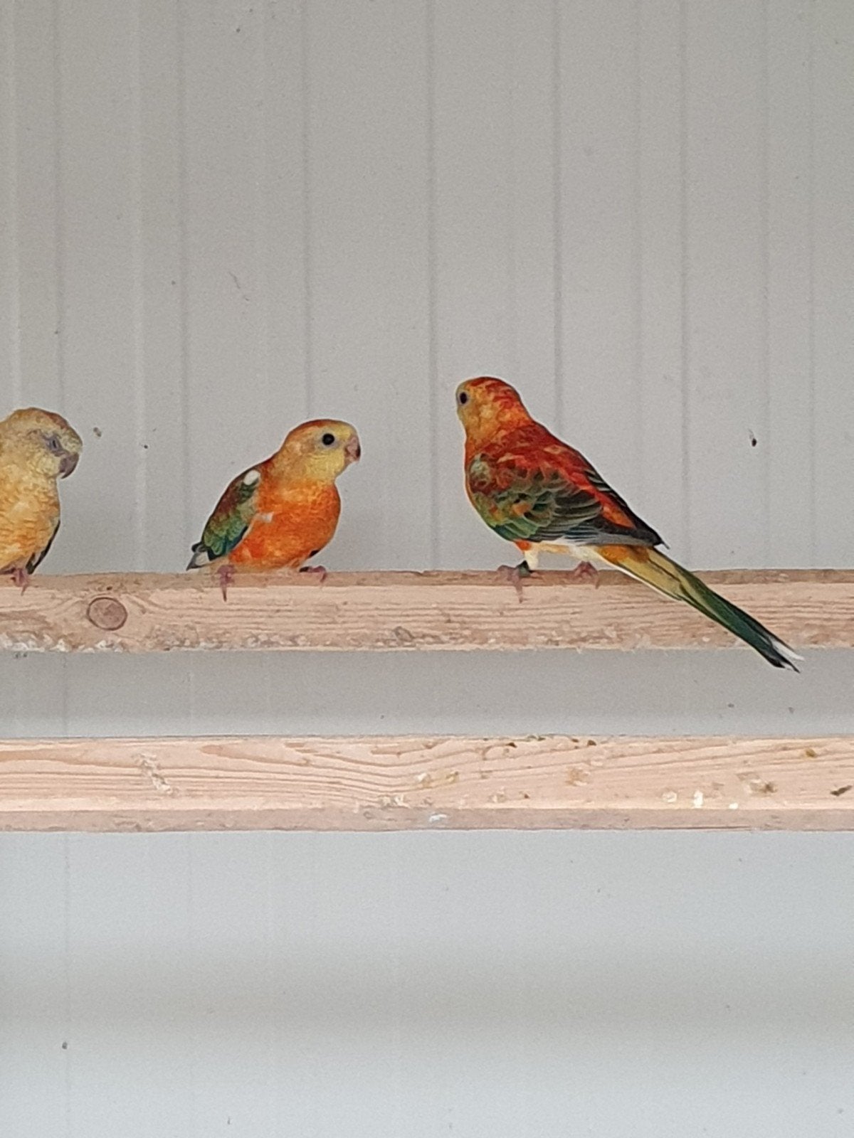 drie oranje opaline mannen van 2026., Dieren en Toebehoren, Vogels | Parkieten en Papegaaien, Mannelijk, Parkiet