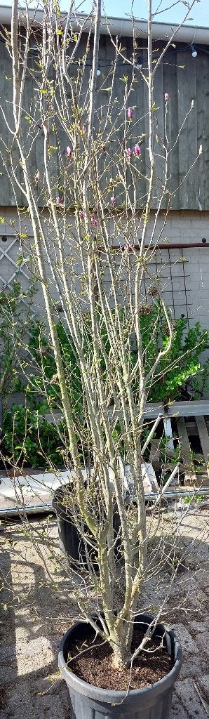 Parrotia persica 'Persian Spire' 300cm+, Tuin en Terras, Planten | Bomen, Lente, 250 tot 400 cm, Zuilboom, Ophalen