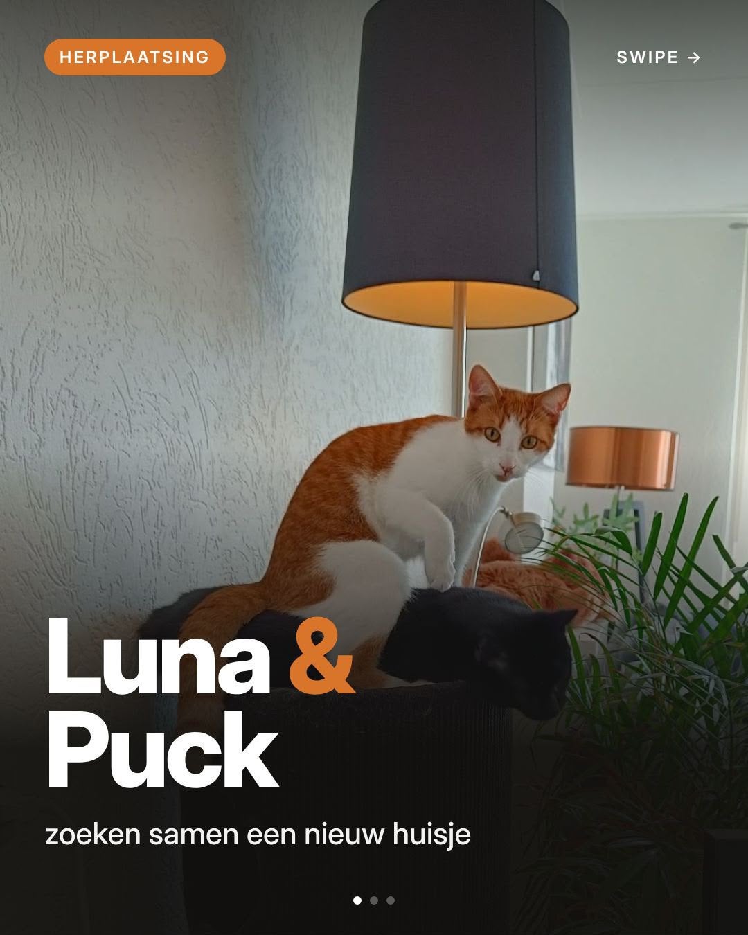 Poezen- Puck en Luna, Poes