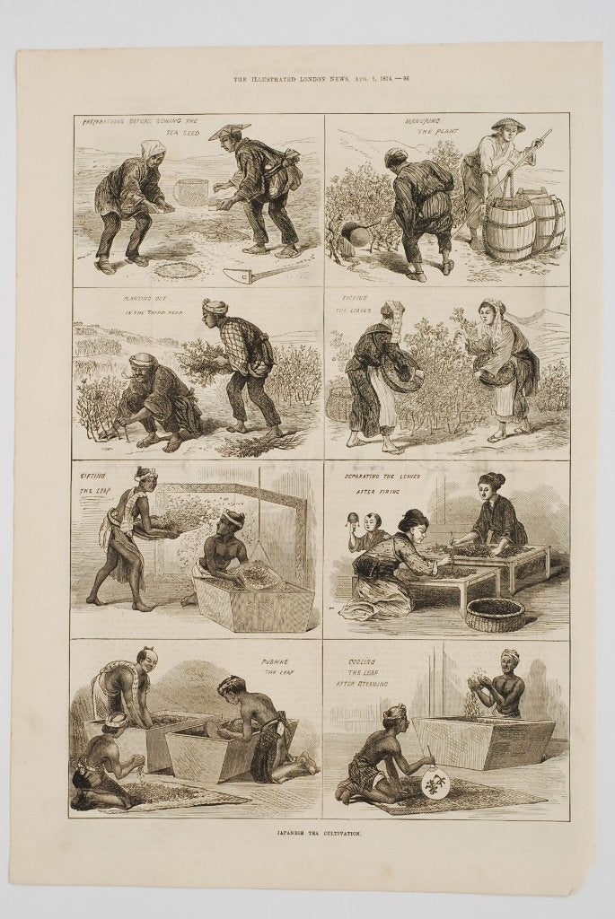 Japanse theeteelt - originele illustratie uit 1874, Verzenden, Voor 1940, Zo goed als nieuw