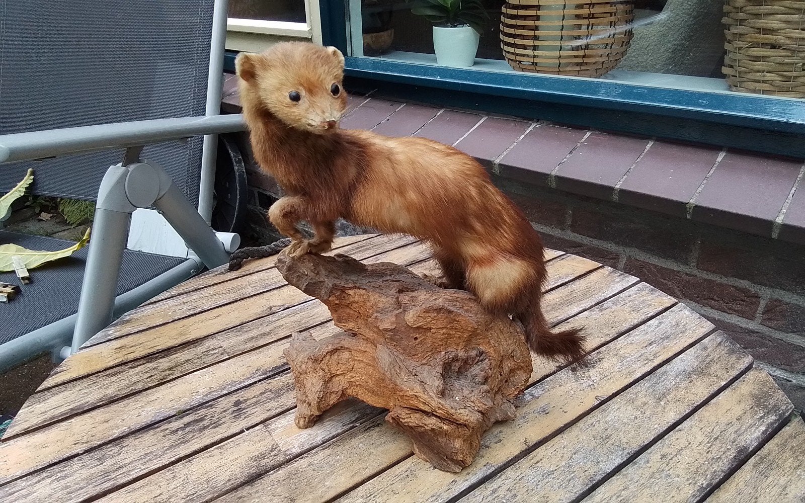 Prachtig opgezette bunzing, Ophalen of Verzenden, Gebruikt, Wild dier, Opgezet dier