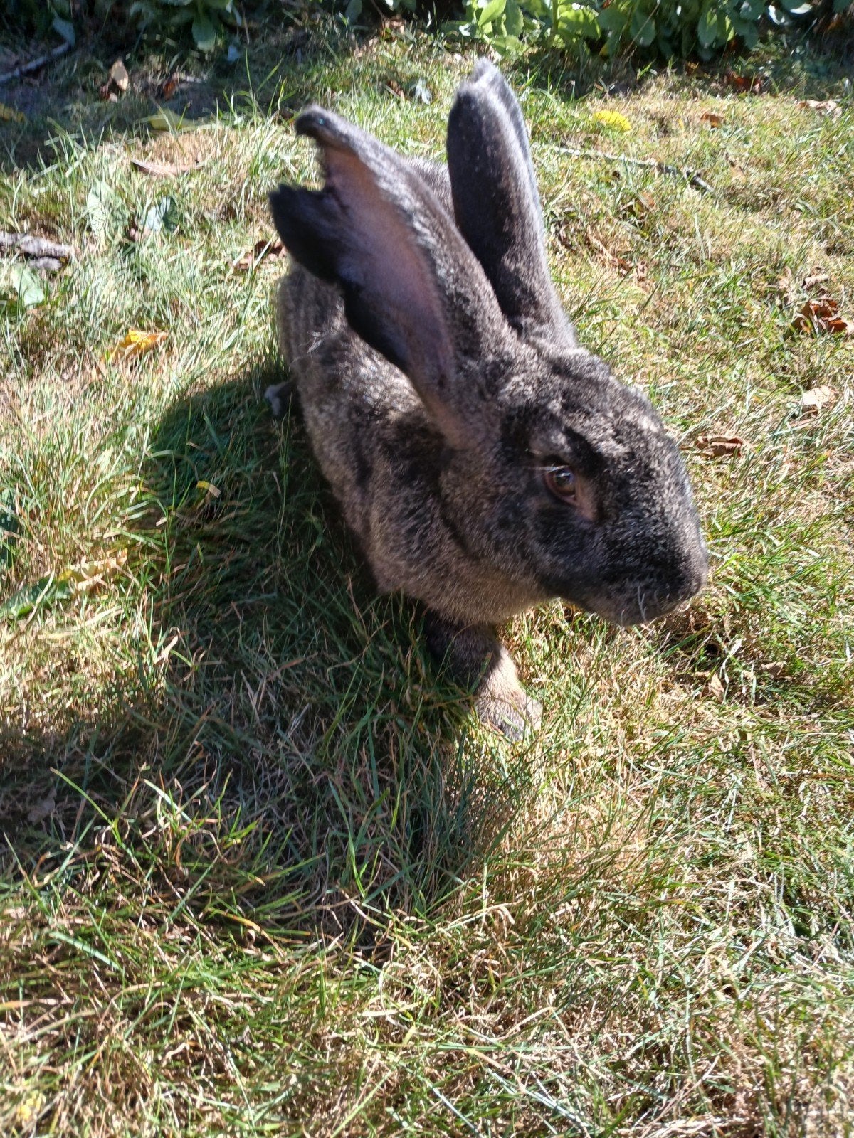Duitse reus ram, Mannelijk, Groot, 0 tot 2 jaar