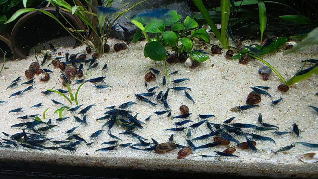 Blue dream neocaridina. High grade!, Dieren en Toebehoren, Kreeft, Krab of Garnaal