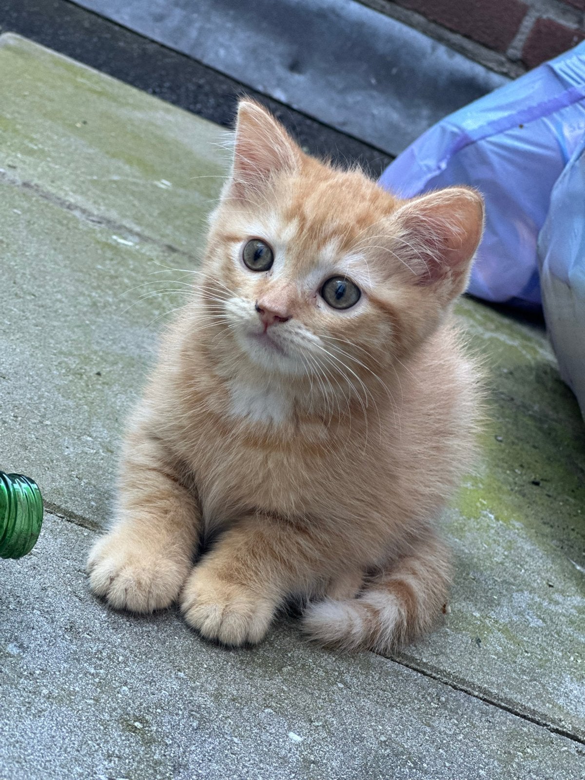 .), Kater, Kortharig, 0 tot 2 jaar